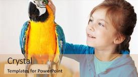  Presentation with parrot - Beautiful PPT theme featuring her domestic ara parrot backdrop and a yellow colored foreground