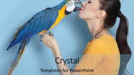  Presentation with parrot - Cool new PPT theme with her domestic ara parrot backdrop and a light blue colored foreground