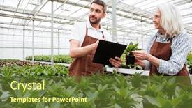  Presentation with weight loss woman showing - PPT theme having her male colleague with folder background and a  colored foreground