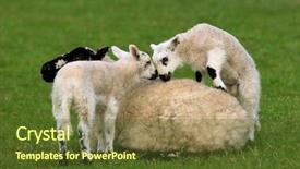  Presentation with new born - Presentation enhanced with her new born twin lamb background and a tawny brown colored foreground