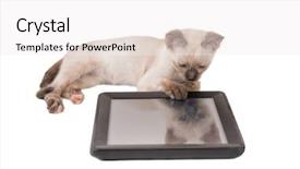  Presentation with kitten computer - Cool new slide deck with her paw on the edge backdrop and a white colored foreground