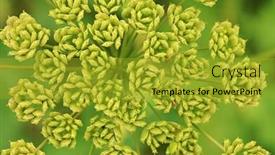  Presentation with flower - Presentation design with heracleum-flower-without-petals background and a gold colored foreground
