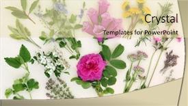 Presentation with herb - Presentation theme having herb and flower selection used background and a blonde colored foreground