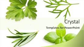  Presentation with herb - Audience pleasing presentation design consisting of herb basil leaves dill rosemary backdrop and a soft green colored foreground