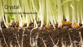  Presentation with plant roots - Slides with herb close up of roots background and a yellow colored foreground