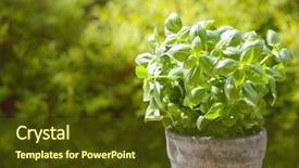  Presentation with lemongrass herb plant fresh leaves - Cool new theme with herb in flowerpot in garden backdrop and a tawny brown colored foreground