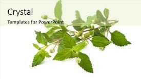  Presentation with aztec - Presentation theme having herb isolated on white background background and a soft green colored foreground