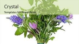  Presentation with posy - Colorful slide set enhanced with herb leaf and flower posy of lavender varieties oregano chive rosemary lemon balm eyebright and thyme varieties isolated over white background backdrop and a mint green colored foreground