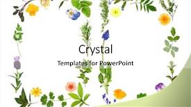  Presentation with herb - Audience pleasing slides consisting of herb leaf and flower selection forming two abstract borders over white background backdrop and a white colored foreground