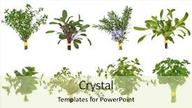  Presentation with posy - Slide deck featuring herb leaf posy selection background and a soft green colored foreground