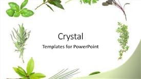  Presentation with herb - Cool new presentation design with herb leaf selection forming a border of fresh bay lavender basil dark bay coriander purple sage thyme lemon balm variegated sage and chives over white background backdrop and a white colored foreground
