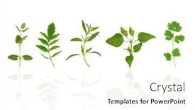  Presentation with herb - Presentation featuring herb-leaf-specimens-of-cat background and a cream colored foreground
