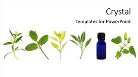  Presentation with aromatherapy oil - Presentation having herb leaf sprigs of hyssop background and a white colored foreground