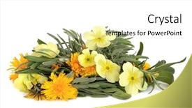  Presentation with skincare - Cool new theme with herb leaf sprigs of lavender rosemary and sage with wild primrose and dandelion flowers isolated over white background skincare ingredients backdrop and a white colored foreground