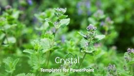  Presentation with herb - Audience pleasing presentation design consisting of herb-mint-catnip-nature backdrop and a shamrock green colored foreground