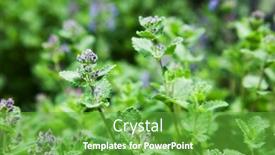  Presentation with herb - Cool new presentation theme with herb-mint-catnip-nature backdrop and a shamrock green colored foreground