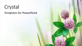  Presentation with herbal cosmetics - Slide deck featuring herbal border isolated on white background and a white colored foreground