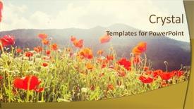  Presentation with poppies - Cool new theme with herbal capsules - wild red poppies backdrop and a cream colored foreground