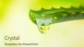  Presentation with cosmetics natural - Theme enhanced with herbal cosmetics - aloe leaf with drop background and a cream colored foreground