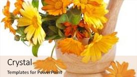  Presentation with calendula - Amazing presentation design having herbal flower of calendula officinalis backdrop and a yellow colored foreground