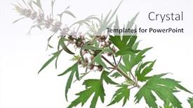  Presentation with herbal medicine - Theme having herbal-medicine-motherwort background and a pink colored foreground