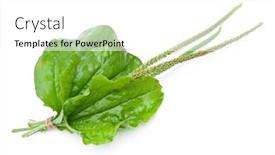  Presentation with herbal medicine - Audience pleasing PPT layouts consisting of herbal-medicine-plantain-leafs backdrop and a white colored foreground