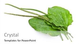  Presentation with herbal medicine - PPT theme with herbal-medicine-plantain-leafs background and a white colored foreground