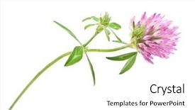  Presentation with herbal medicine - PPT theme featuring herbal medicine red clover flower background and a white colored foreground