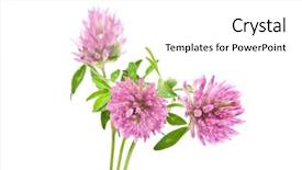  Presentation with herbal medicine flowers - Theme enhanced with herbal medicine red clover flowers background and a white colored foreground