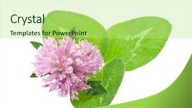  Presentation with herbal medicine - Beautiful theme featuring herbal medicine red clover backdrop and a mint green colored foreground