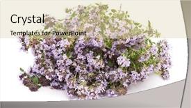  Presentation with herbal medicine - Cool new PPT theme with herbal medicine thyme thymus serpillum backdrop and a  colored foreground