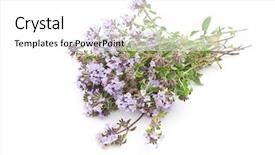  Presentation with herbal medicine - Theme with herbal medicine thyme thymus serpillum background and a white colored foreground