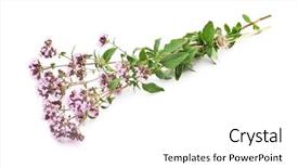  Presentation with herbal medicine - Slides enhanced with herbal medicine thyme background and a  colored foreground