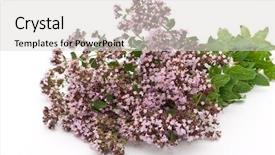  Presentation with herbal medicine - Slides featuring herbal medicine thyme background and a light gray colored foreground