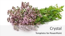  Presentation with herbal medicine - Audience pleasing PPT theme consisting of herbal medicine thyme backdrop and a  colored foreground