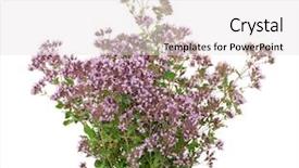 Presentation with herbal medicine - Amazing slide deck having herbal medicine thyme backdrop and a  colored foreground