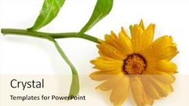 Presentation with calendula - Audience pleasing theme consisting of herbal pharma - blossom of calendula close up backdrop and a yellow colored foreground