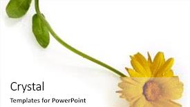  Presentation with calendula - PPT theme with herbal pharma - blossom of calendula close up background and a white colored foreground