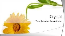  Presentation with calendula - Amazing presentation design having herbal pharma - blossom of calendula close up backdrop and a  colored foreground