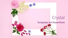  Presentation with border pink - Presentation theme having herbal-plant-medicine-flowers background and a pink colored foreground