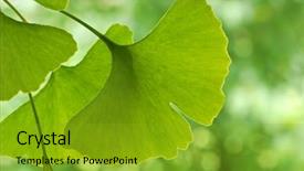  Presentation with herbal - Presentation having herbal remedies - ginkgo leaves with foliage background and a gold colored foreground