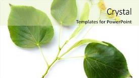  Presentation with respiratory - PPT theme featuring herbal remedy linden flower tea background and a blonde colored foreground