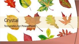  Presentation with fall leaves - Presentation having herbarium of various tree leaves background and a yellow colored foreground