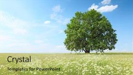  Presentation with oak - Presentation design featuring herbs and big oak tree background and a yellow colored foreground