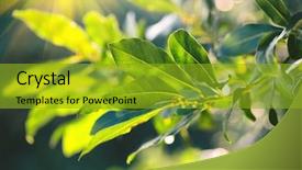  Presentation with organic cooking - Amazing presentation having herbs and spices condiments seasoning backdrop and a gold colored foreground