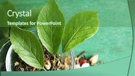  Presentation with dry fruits - Beautiful slide set featuring herbs fruits ingredients for tea backdrop and a forest green colored foreground