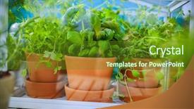  Presentation with greenhouse - Audience pleasing presentation theme consisting of herbs-in-the-greenhouse backdrop and a tawny brown colored foreground