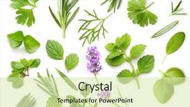  Presentation with herbs - Cool new presentation theme with herbs isolated on white backdrop and a soft green colored foreground