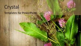  Presentation with plant extract - Colorful slide deck enhanced with herbs over wood treatment plant backdrop and a coral colored foreground