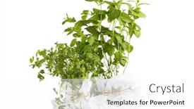  Presentation with plants - Slide deck having herbs-plants-in-pots-isolated background and a white colored foreground